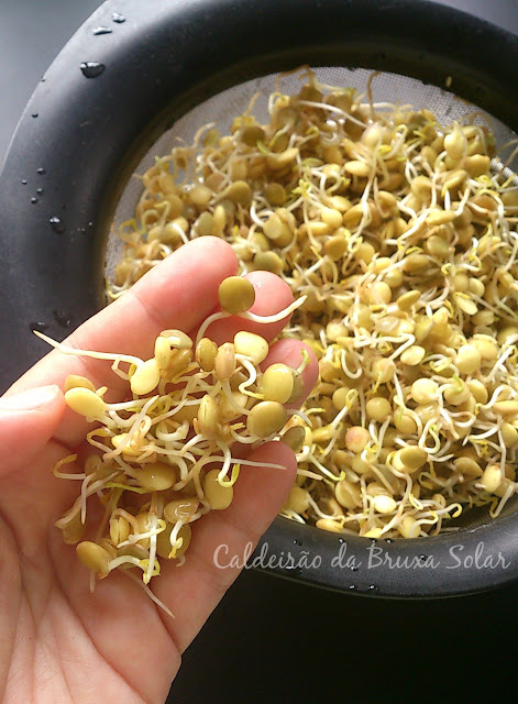 Salada de lentilha germinada