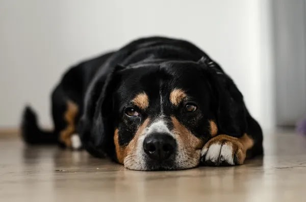 ماذا نعطي كلب مسموم؟