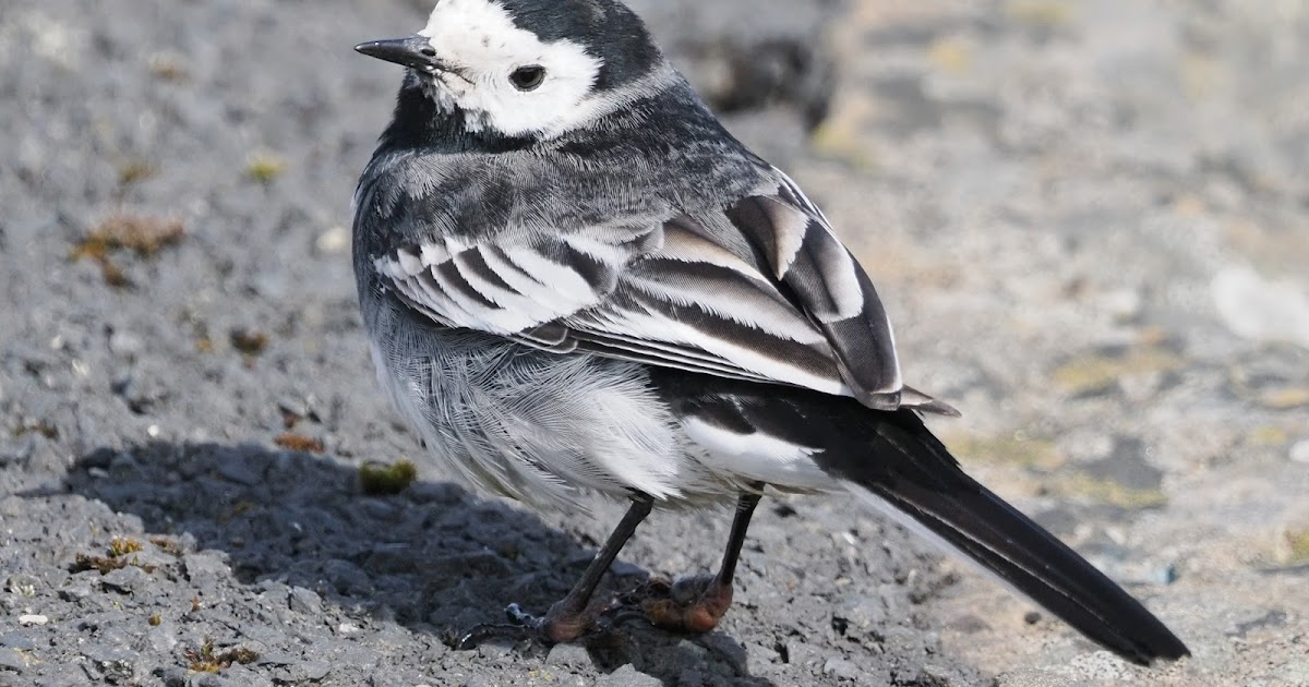 stonefactionbirding2014.blogspot.com