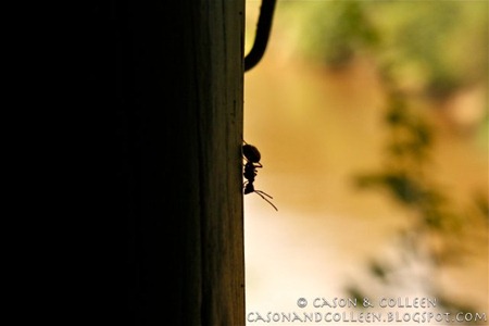 Ant over the Mara River