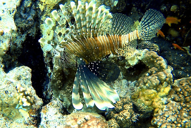 Akabe'de Tüplü Dalış, Akabe, Ürdün, tüplü dalış, scuba diving, Kızıldeniz, vizesiz tatil, Aqaba Sharks Bay Divers, anemon, deniz kaplumbağası, batık, dil balığı, taş balığı, lipsoz, mercan