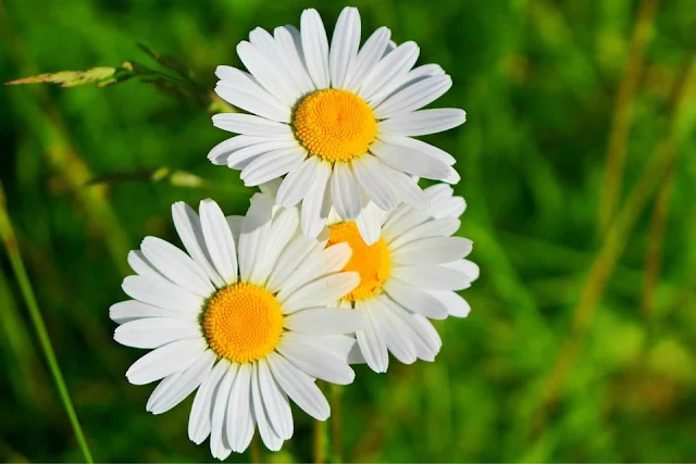 “Enquanto Há Aqueles Que Preferem Jogar Pedras, há também aqueles que preferem semear e cultivar flores.”