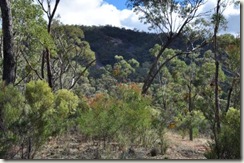 south flinders forest
