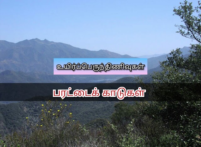 பரட்டைக்காடுகள் (Chaparrals)