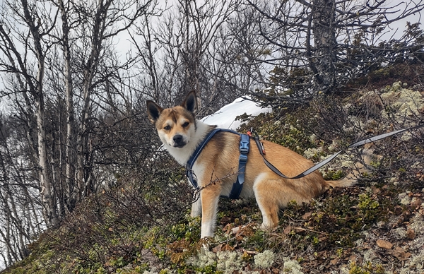 lundehund skitur fekjan