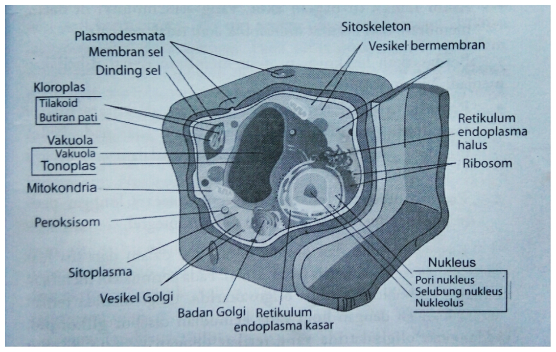 Gambar Sel  Hewan  Dan  Tumbuhan 3 Dimensi 2021 Skaimage