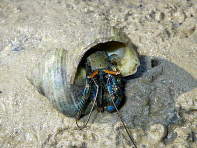 Blue-striped Hermit Crab (Clibanarius longitarsus)