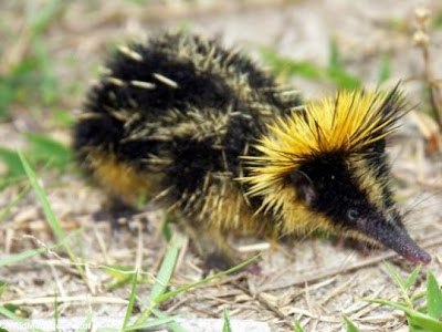 <br />Lowland Streaked Tenrec