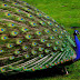 PAVÃO CHINÊS: UMA OBRA DE ARTE NATURAL