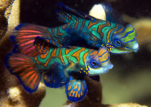 Esta espécie de peixe é mais comumente encontrada no Oceano Pacífico, mas também pode ser encontrado no Oceano Índico e no Caribe.  