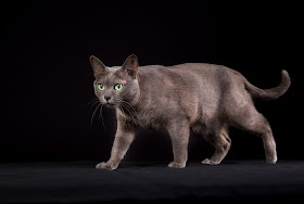 Korat cat photo by Mikkel Bigandt, via Adobe Stock