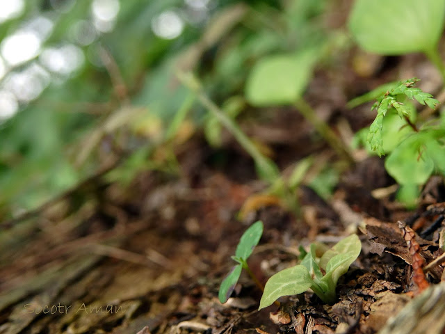 Goodyera schlechtendaliana