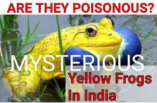 yellow frog images,yellow frogs news,yellow frogs in goa,yellow frog video,yellow frog in india,yellow frog poisonous,yellow frog pic,yellow frog animal crossing,yellow frog australia,yellow frog adventures yellow dart frog,yellow frog eraser,yellow frog graphics careers,yellow frog georgia,yellow frog garden uk,yellow frog hong kong,yellow frog in kerala,yellow frog in florida,yellow frog ireland,yellow frog kerala