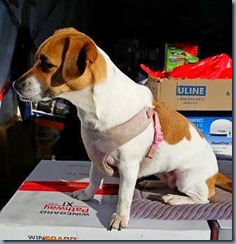 beagle dachshund