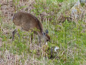 visite parc national de Killarney Irlande