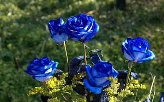 Gambar Bunga Mawar Biru Paling Cantik_Blue Roses Flower 200020