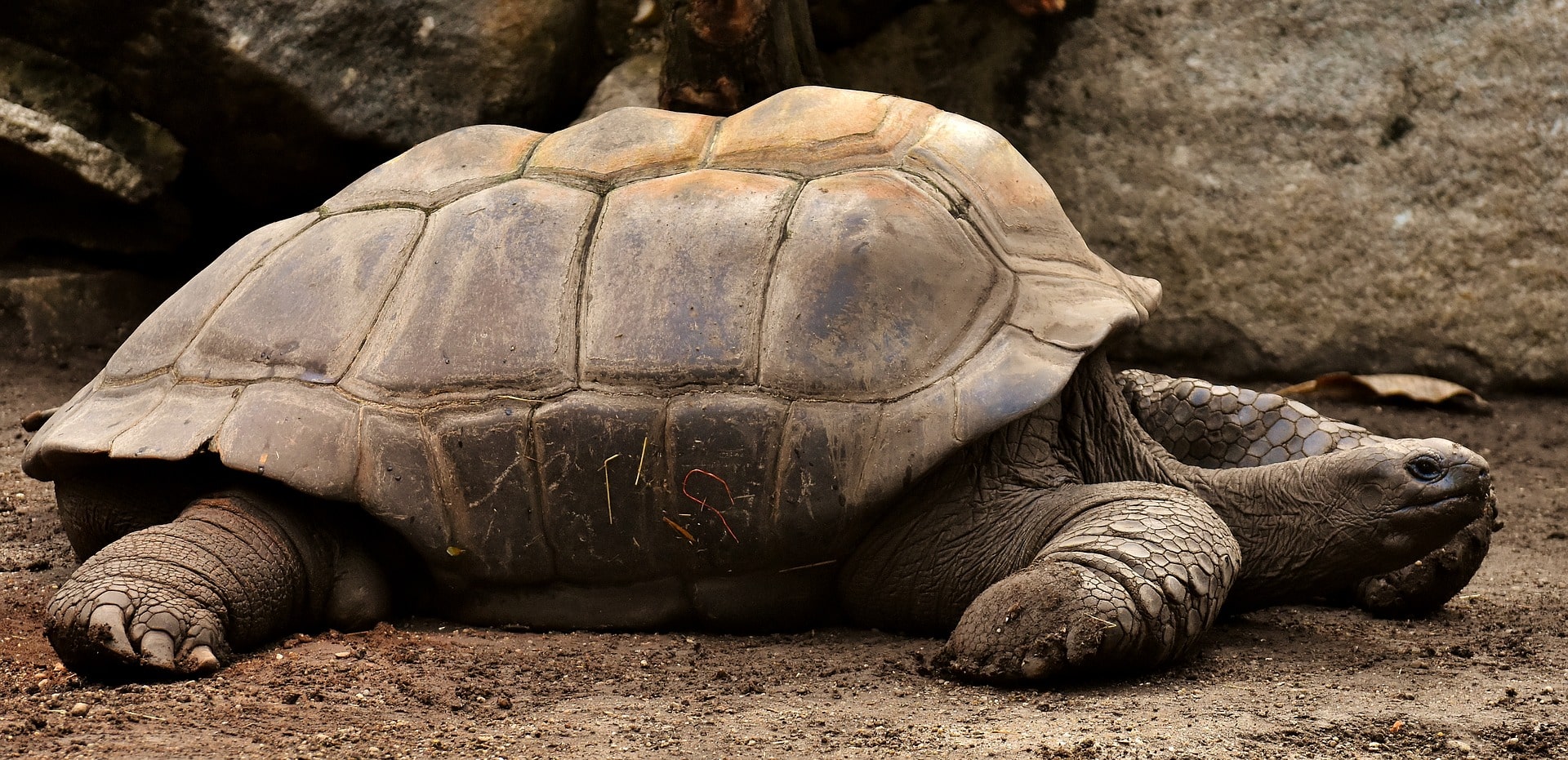 About The Galapagos Islands Giant Tortoise