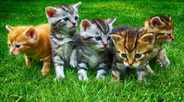 9 Gambar Lucu Si Kucing Imut Yang Bikin Gemes