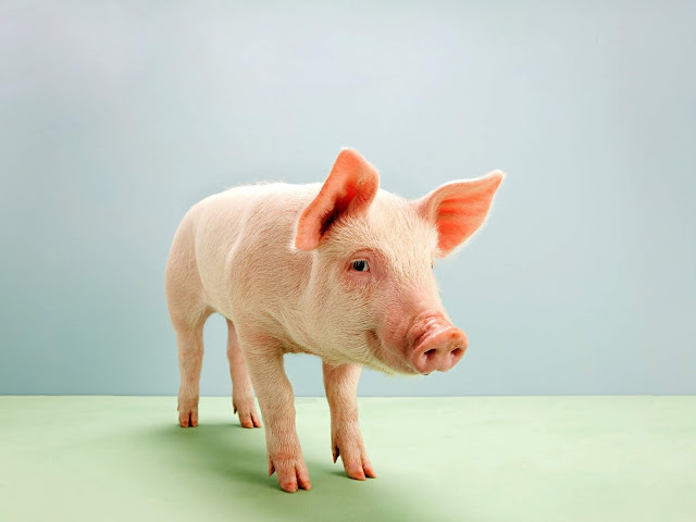 Discovery of Artificial lung successfully implanted on pigs, lungs, lung, bio-engineered