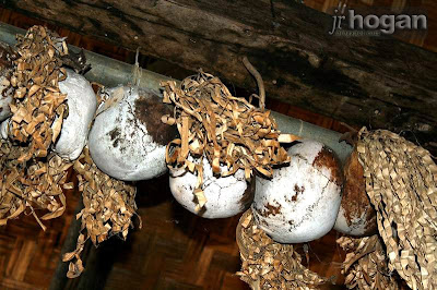 Skulls at Monsopiad Cultural Village