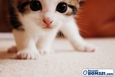cutest cat kucing comel