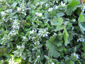 mouse ear chickweed