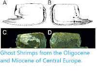 http://sciencythoughts.blogspot.co.uk/2014/07/ghost-shrimps-from-oligocene-and.html