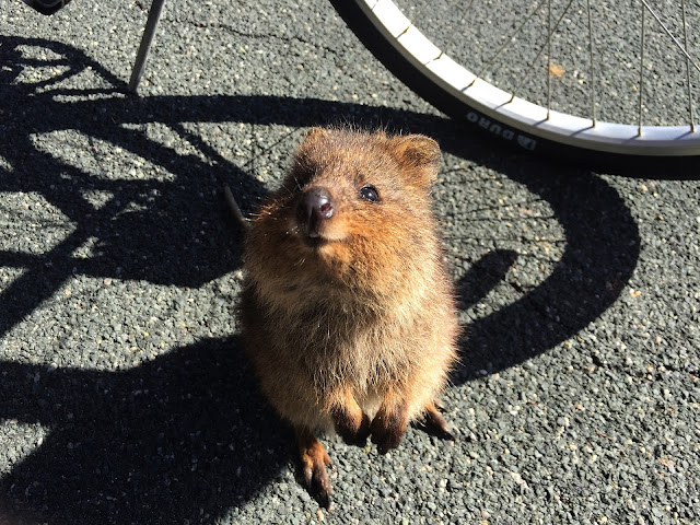 Facts About The Smiling Animal : Quokka !