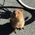 The Smiling Animal : Quokka! | The World For Animals