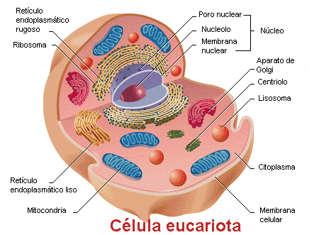 Estructura de una célula eucariota