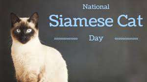 National Siamese Cat Day Wishes Sweet Images