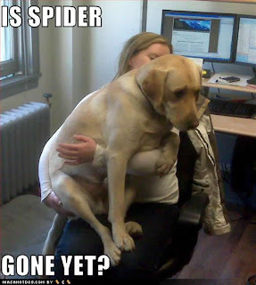 funny dog pictures is spider gone yet, funny dog, funny animal pictures, funny animals, is spider gone yet, scaried dog funny