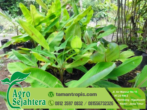 Jual Bibit Pisang Cavendish Eceran 