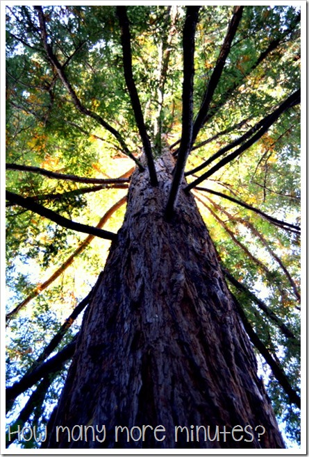 Royal Tasmanian Botanical Gardens ~ How Many More Minutes?