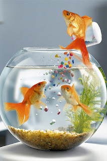 Goldfish Surprise iPhone Wallpaper