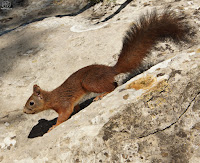 Ardilla roja (Sciurus vulgaris) 