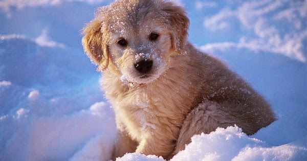 Cute puppy and dog: Cute Baby Golden Retriever puppy in Snow