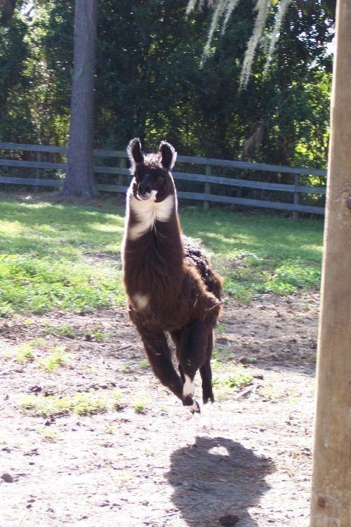 cute-animals-14