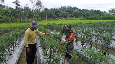 Di Tengah Pandemi, Babinsa Posramil 05/PC Terus Aktif Tinggkatkan Ekonomi Petani