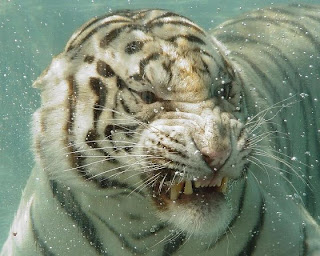 Under-Water-Tigers-Photos-Pictures-Wallpapers