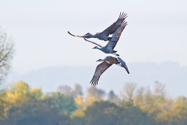 Crane wallpaper,crane images,crane photo,cute crane,beautiful crane,cranes,the crane,the cranes,crane birds,crane,birds,birds picture,about birds,birds images birds photo,birds picture,flying crane,animation crane,crane stand green grass,