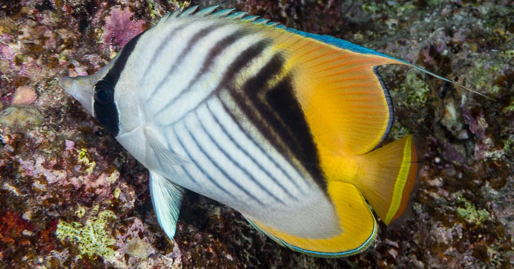 840 Koleksi Ikan Hias Air Laut Butterflyfish HD
