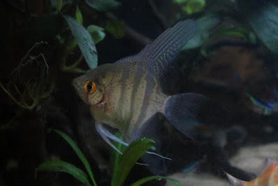 Silver Angelfish care