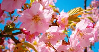 Cukup 5 Menit Cara Membuat  Bunga  Sakura  dari  Kertas  