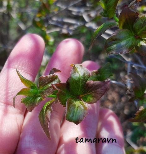 Абелия корейская / Забелия двуцветковая разновидность корейская (Abelia coreana, =Zabelia biflora var. coreana)