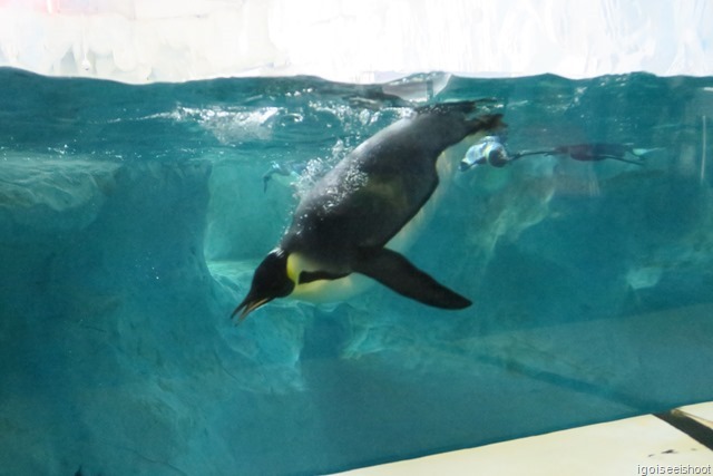 Chimelong Ocean Kingdom - penguin exhibit