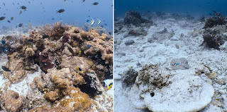 pristine coral vs damaged coral