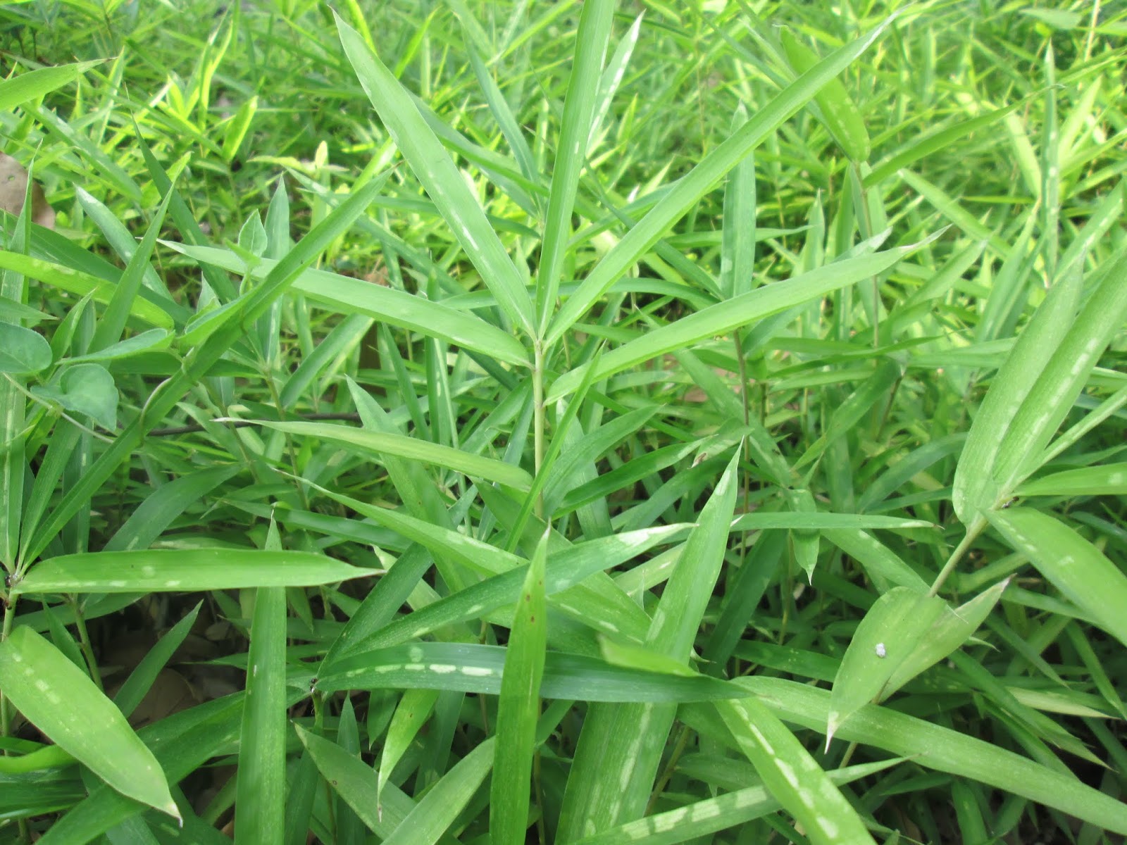 7月の植物図鑑