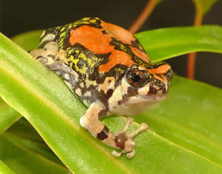 Katak Pelangi Yang Dikabarkan Punah Ditemukan di Kalimantan - www.iniunik.web.id