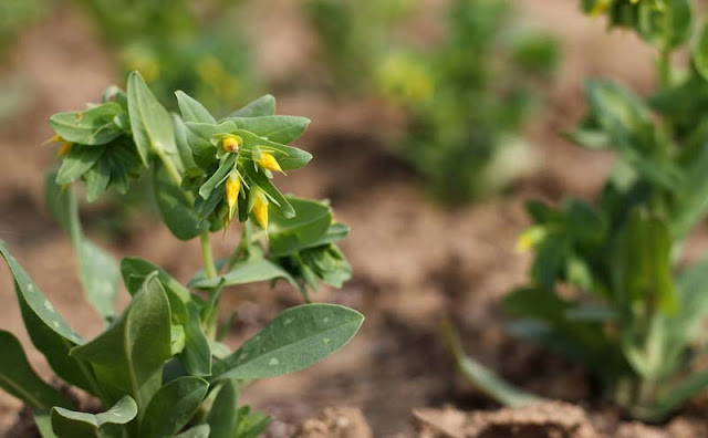 Cerinthe Minor Flowers Pictures